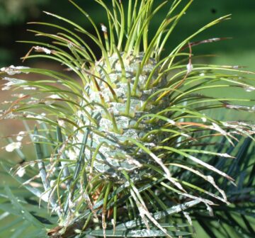 <p>Female cones, RBG Edinburgh</p>