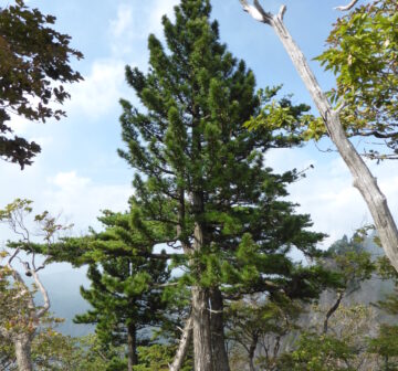 <p>Ohdaiga-hara Mountains</p>