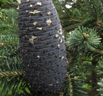 <p>China: Yunnan: Yulongxue Shan. Cultivated RBGE<br /></p>