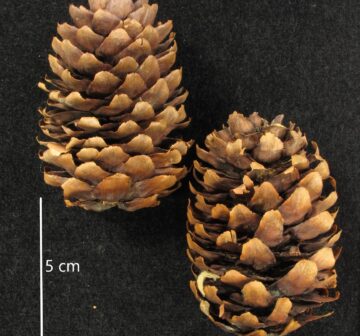 <p>Wilson 2057 (Type). Ex RBGE herbarium <br /></p>