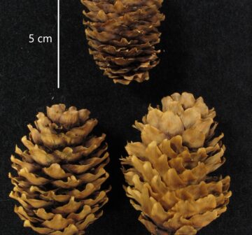 <p>Wilson 2084 (Type). Ex RBGE herbarium</p>