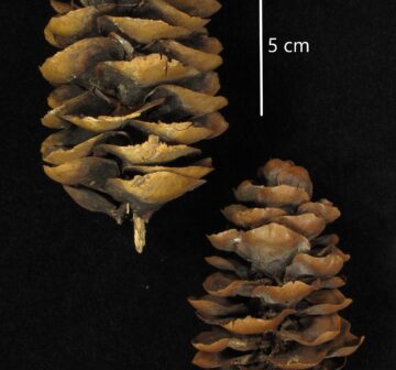 <p>Wilson 2059 (Type). Ex RBGE herbarium<br /></p>