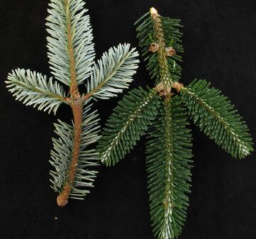 <p>China: Yunnan: Yulongxue Shan. Cultivated RBGE<br /></p>
