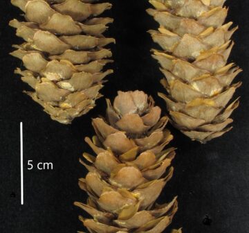 <p>Yunnan; ex RBGE herbarium<br /></p>