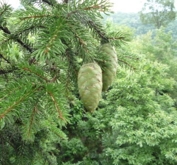 <p>NW Hubei; Shijiagou</p>