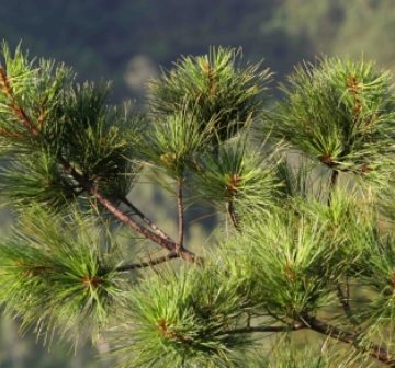 <em>Pinus dalatensis</em> Quang Nam, 600 m asl