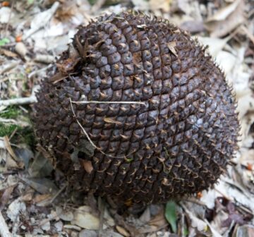 Mature female cone