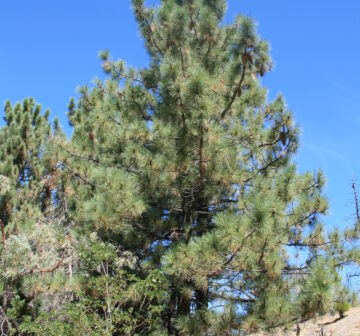 <p>California; Angeles National Forest</p>