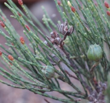 Male and female cones