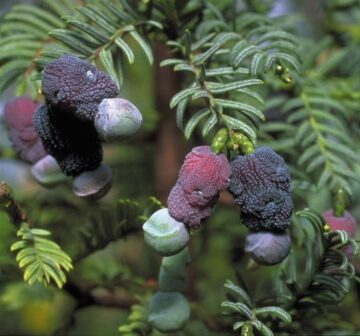 <p>RBG Edinburgh, cultivated<br /></p>