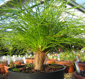 <p>Cultivated RBG Edinburgh</p>