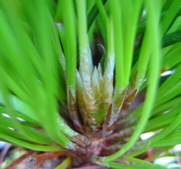 <p>Cultivated RBG Edinburgh</p>