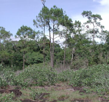 <p>Vietnam, Nam Tip River Valley</p>