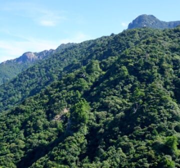 Stand on Yakushima