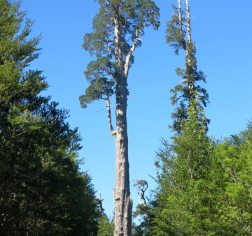 <p>Lenca, Chile</p>