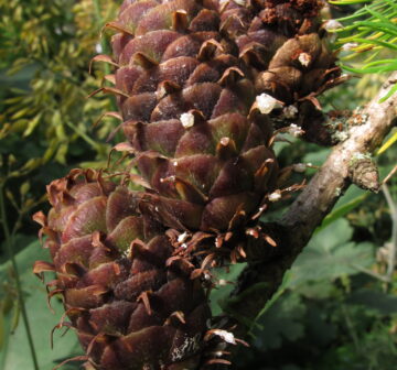 <p>Cultivated RBG Edinburgh. Ex Langtang National Park, Nepal</p>