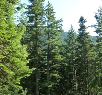 <p>Bulgaria: Tsarichina Reserve</p>