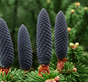 <p>Cultivation, Bedgebury National Pinetum (immature female cones)</p>