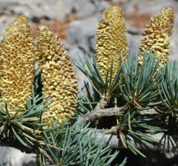 Male pollen-cones – Turkey