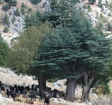 Grazing - Turkey