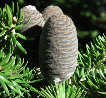 <p>Cultivated: Arnold Arboretum</p>