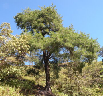 <p>Mexico: Nayarit</p>