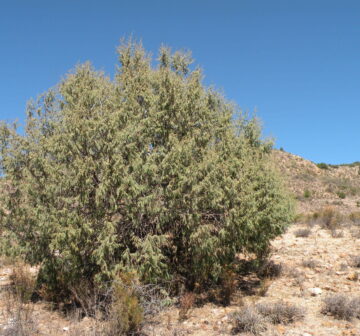 <p>Mexico: Durango</p>