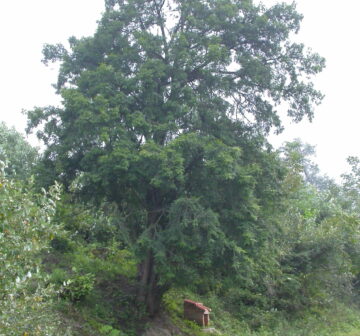 <p>China: Hubei</p>