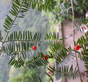 <p>China: Hubei</p>