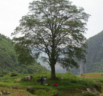 <p>China: Yunnan</p>