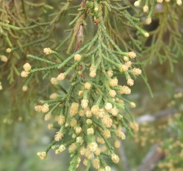 <p>Male pollen cones</p>