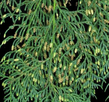<p>Cultivated RBG Edinburgh (ex Bhutan)</p>