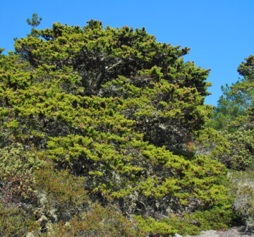 <p>Texas: Gibson Creek</p>