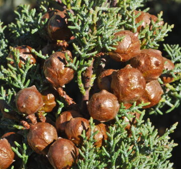 <p>California: San Diego Co; Cuyamaca (1st year cone)</p>