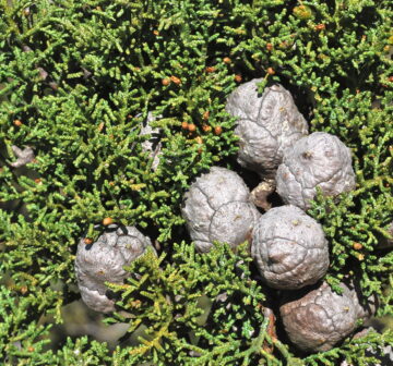 <p>California: San Diego Co; Cuyamaca (mature cones)</p>
