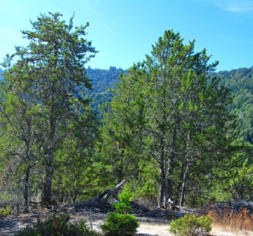 <p>California: Santa Cruz Co.; Bracken Brae</p>
