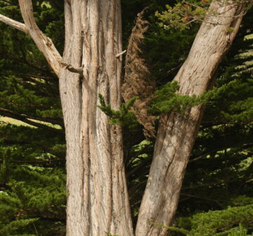 <p>Point Lobos State Reserve</p>