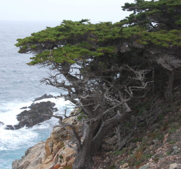 <p>Point Lobos State Reserve</p>