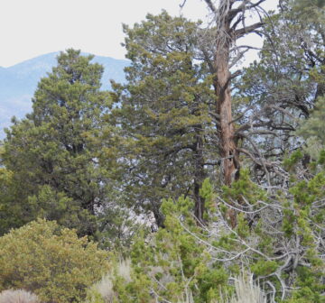 <p>California: Sequoia National Forest; Bald Eagle Peak</p>