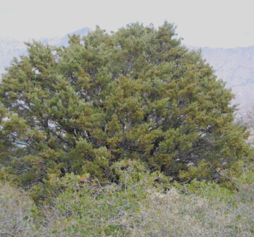 <p>California: Sequoia National Forest; Bald Eagle Peak</p>