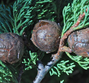 <p>Cultivated: California; Santa Cruz Arboretum</p>