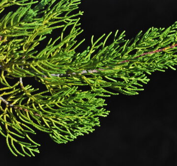 <p>California: Cuyamaca Mts.; Guatay</p>