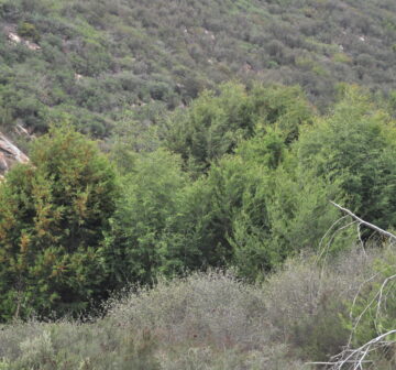 <p>California: Otay Mountains</p>