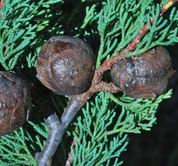 <p>C. guadalupensis var. guadalupensis (cultivated Santa Cruz Arboretum)</p>