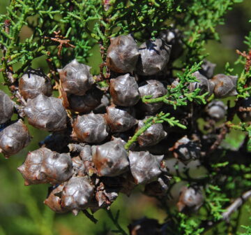 <p>C goveniana var. ambramsiana (California; Bracken Brae</p>