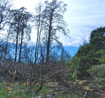 <p>C goveniana var. abramsiana (California: Bonny Doon)</p>
