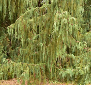 <p>Cultivated. California: Torrey Pines</p>