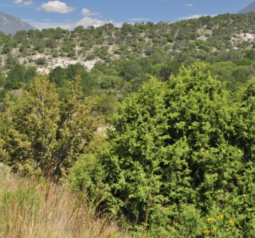 <p>Mexico: Coahuila; Los Lirios</p>