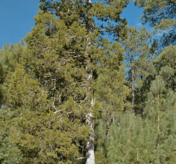 <p>Mexico: Durango; El Salto</p>