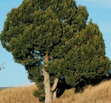 <p>Mexico: Chihuahua; Madera</p>